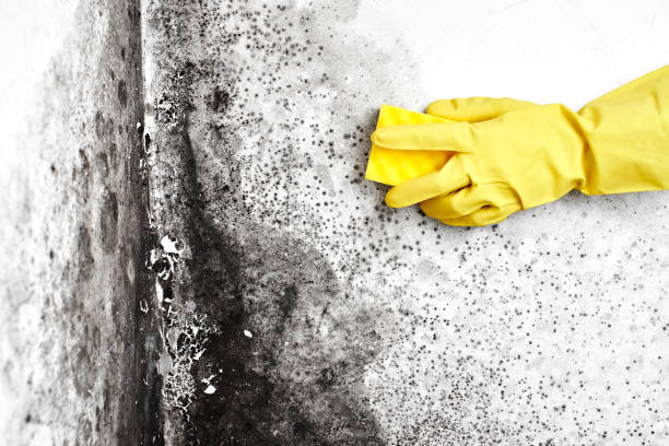 Certified Mold Removal in Cockrell Hill, TX