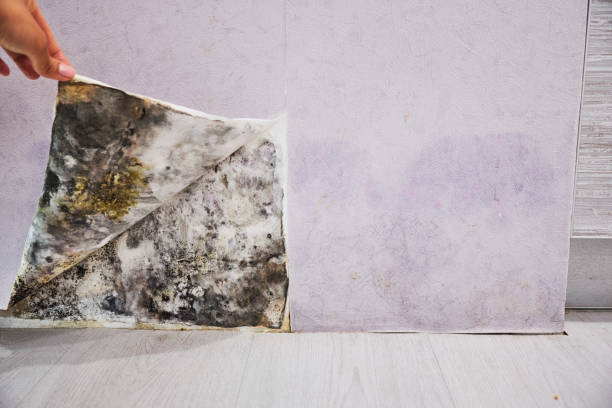 Attic Mold Removal in Cockrell Hill, TX